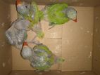 Green Parrot Chick