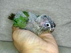 Hand Tame Blue Green Cheek Conure Bird