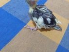 Hand tame Cocataill bird