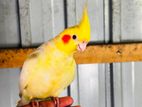 Hand Tamed Cockatiel Bird