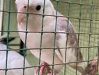 Hand Tame Cockateil