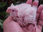 Cockatiel Chicks