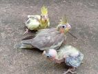 hand tame size cocktail chicks