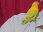 African Love Bird