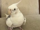 Cockatiel Bird