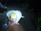 Hand Tamed Cockatiel with Big Cage