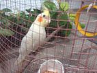 Cockatiel with Cage