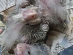 Cockatiel Chicks