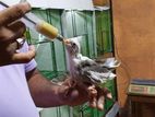 Hand Tamed Cocktail