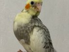 Hand Tamed Cocktail Bird with Cage