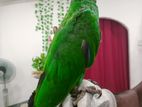 Hand Tamed Eclectus