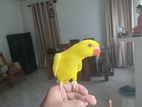 Hand Tamed Parrot