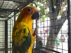 Hand Tamed Sun Conure