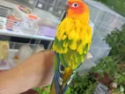 Hand Tamed Sun Conure