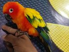 Hand Tamed Sunconur Bird