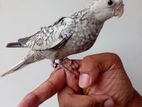 Hand - Tamed White Face Pearl Cockatiel Bird