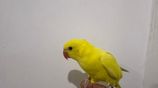 Hand Tamed Yellow Ringneck Bird