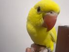 Hand Tamed Yellow Ringneck Bird