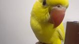 Hand Tamed Yellow Ringneck Bird
