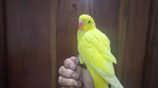 Hand Tamed Yellow Ringneck Bird