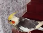 Hand Teamed Cocktail Chick