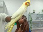 Hand Trained Lutino Cocktail Bird