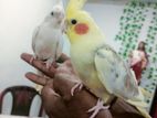 Hand Training Birds