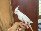 Hande tamed Albino Cockatiel