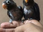 Handfeeding Size African Lovebird Chicks