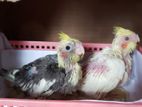 Handtamed Chicks