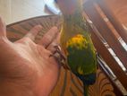 Sun Conure Bird
