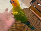 Sun Conure Bird