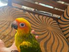 Handtamed sun conure