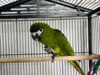 Hahns Macaw