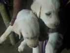 Labrador Puppies