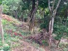 Haputale : 96 perches Land for Sale at Beragala