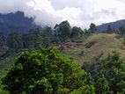 Haputale Beautiful Land for Sale Welimada