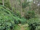 Haputale - Organic Tea Estate for sale