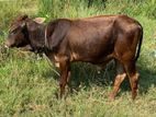 Cow Male