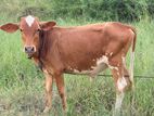 Male Cow