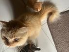 Harf breed percian cats
