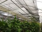 Green House