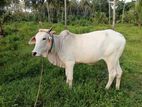 Hariyana Cow