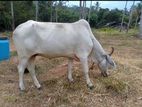 Hariana Cow