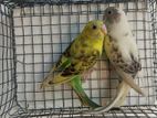 Love Birds