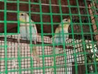 Rainbow Love Birds