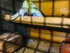 Love Birds