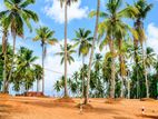 Harmony Gardens Land for Sale – Henegama, Weliweriya