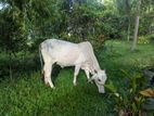 Haryana Cow