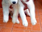 Haski Dog For Sale
